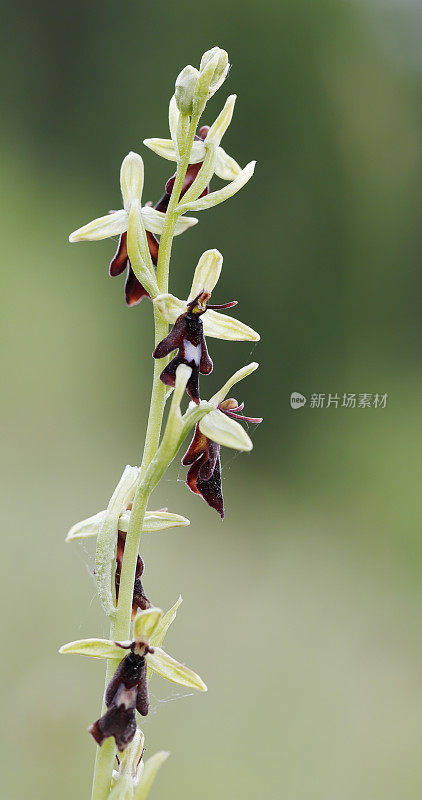 蝇兰(Ophrys entomtifera)